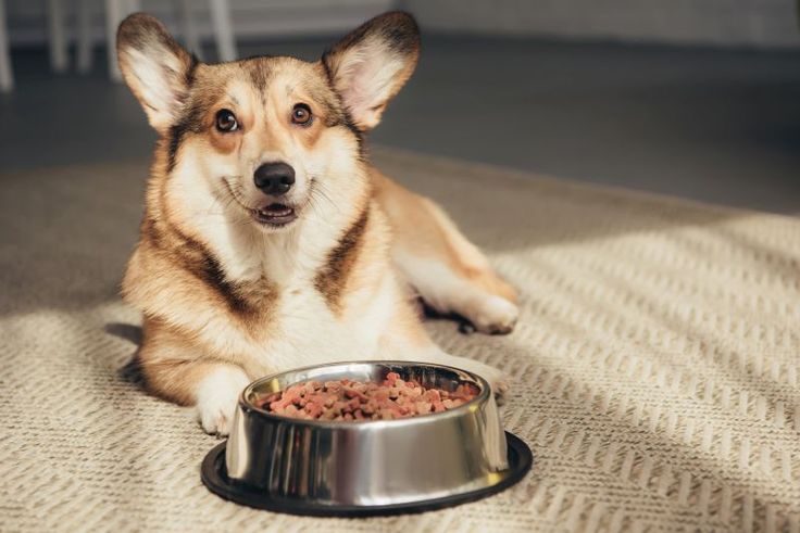 Organic Dog Treats